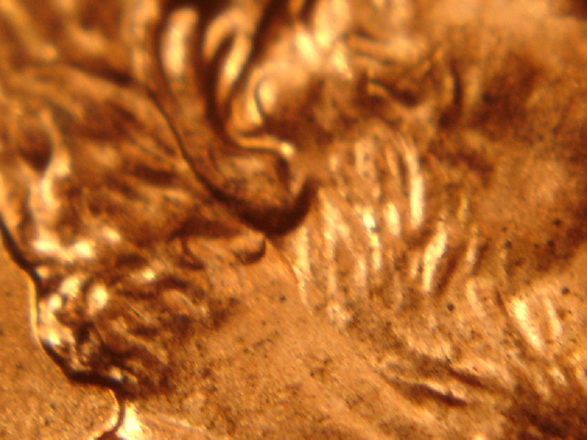 2006-P-LMC-1-DO-018-/-Wexler:-WDDO-034-Doubled-Earlobe